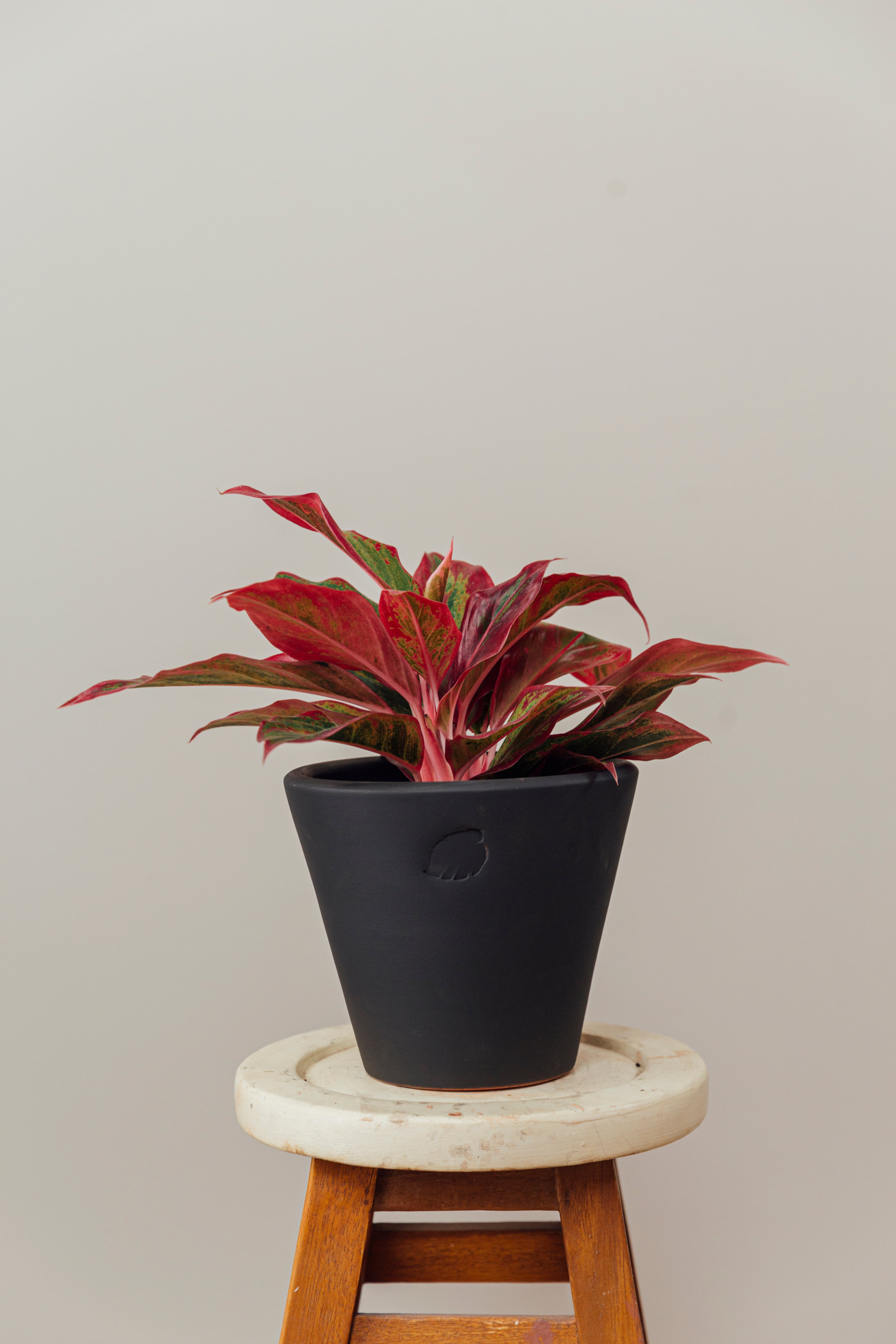 Aglaonema