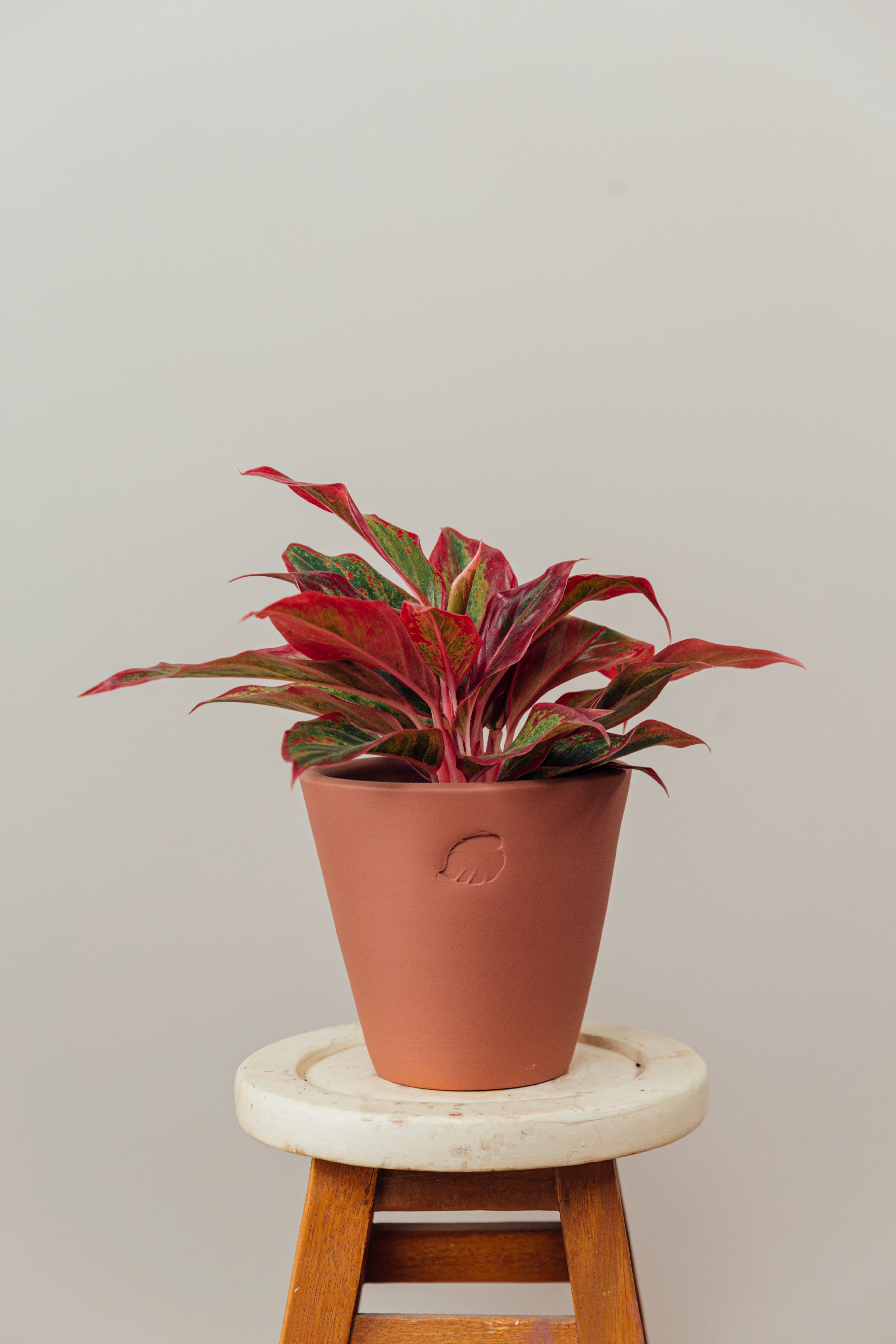 Aglaonema