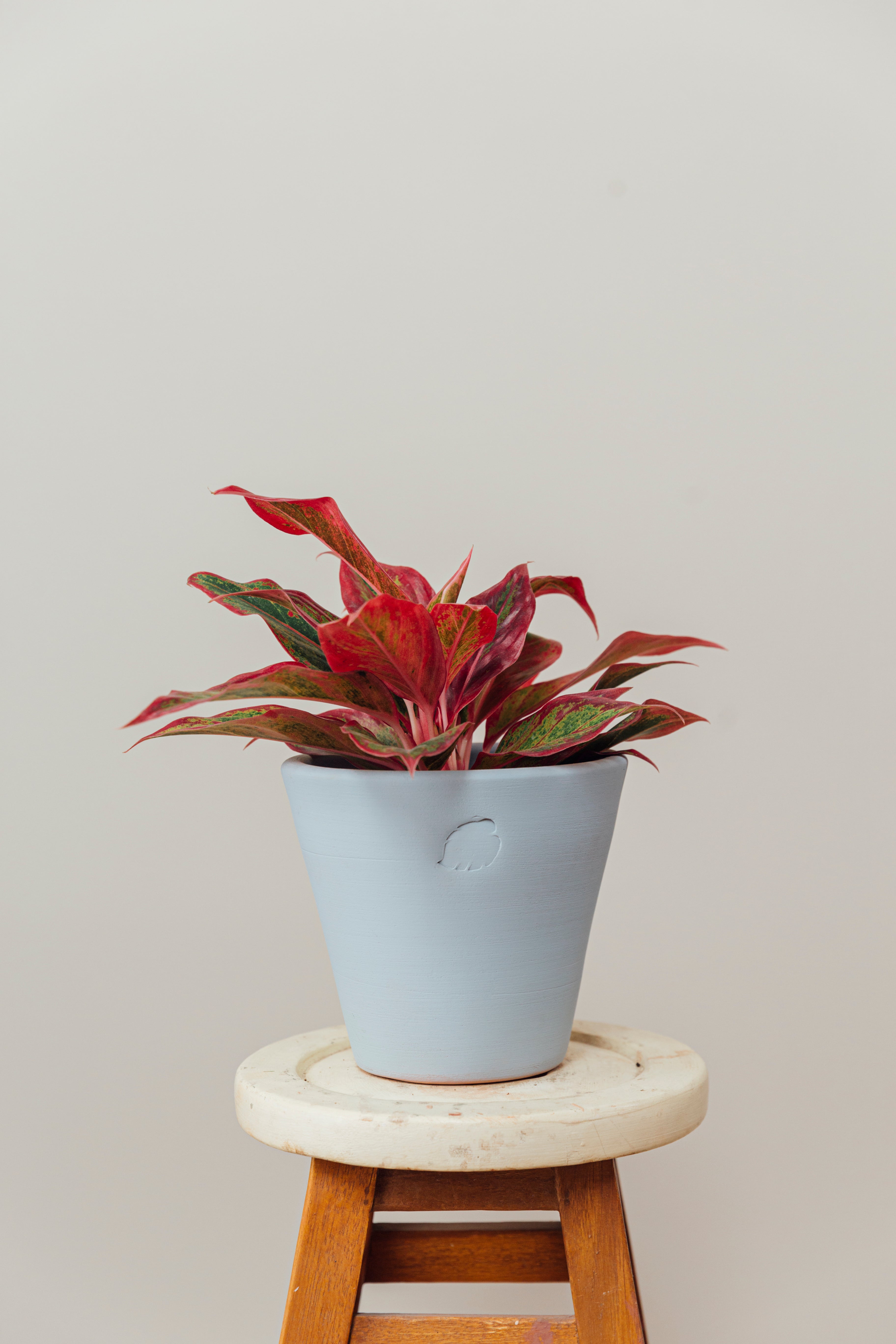 Aglaonema