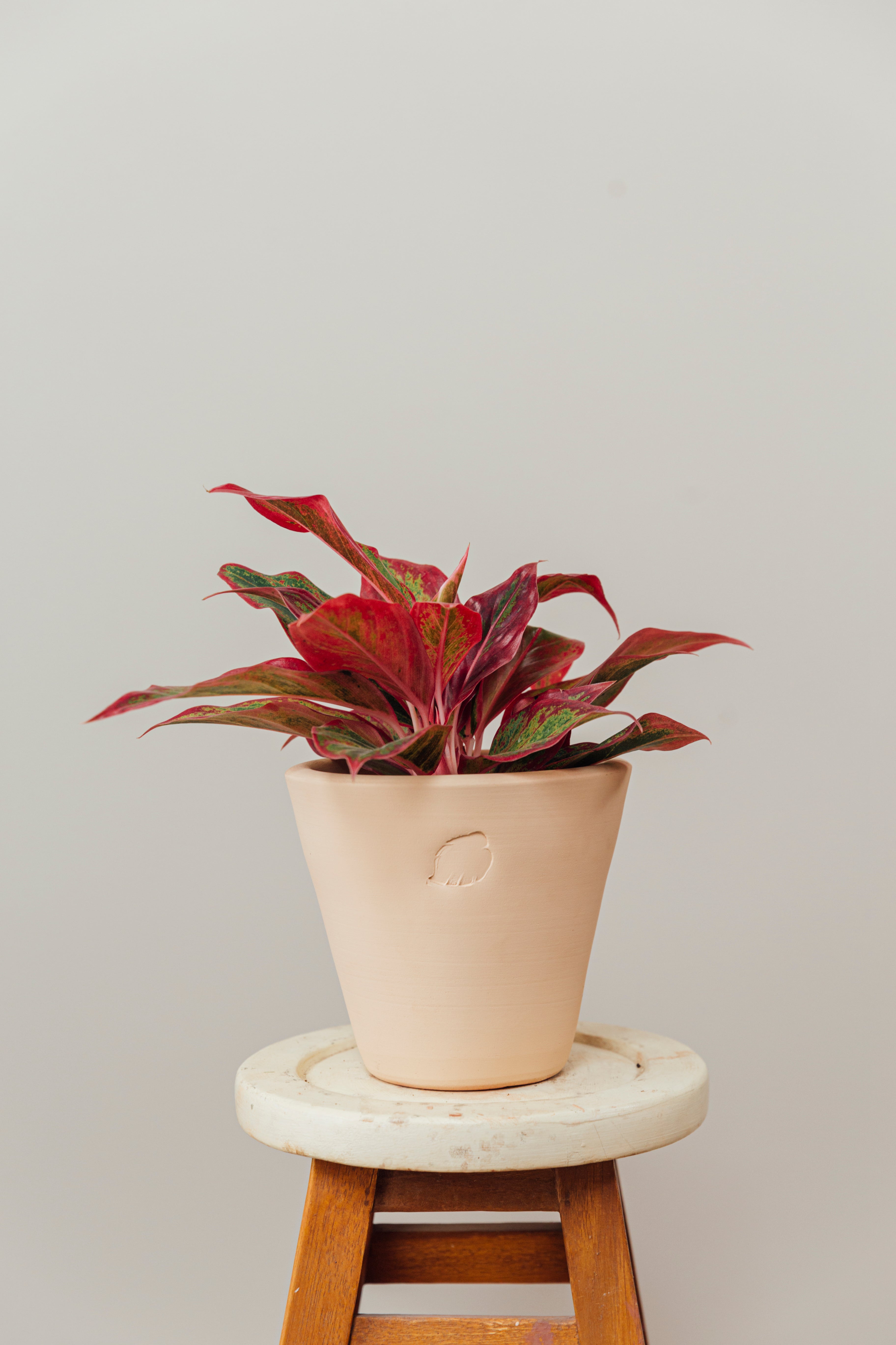 Aglaonema