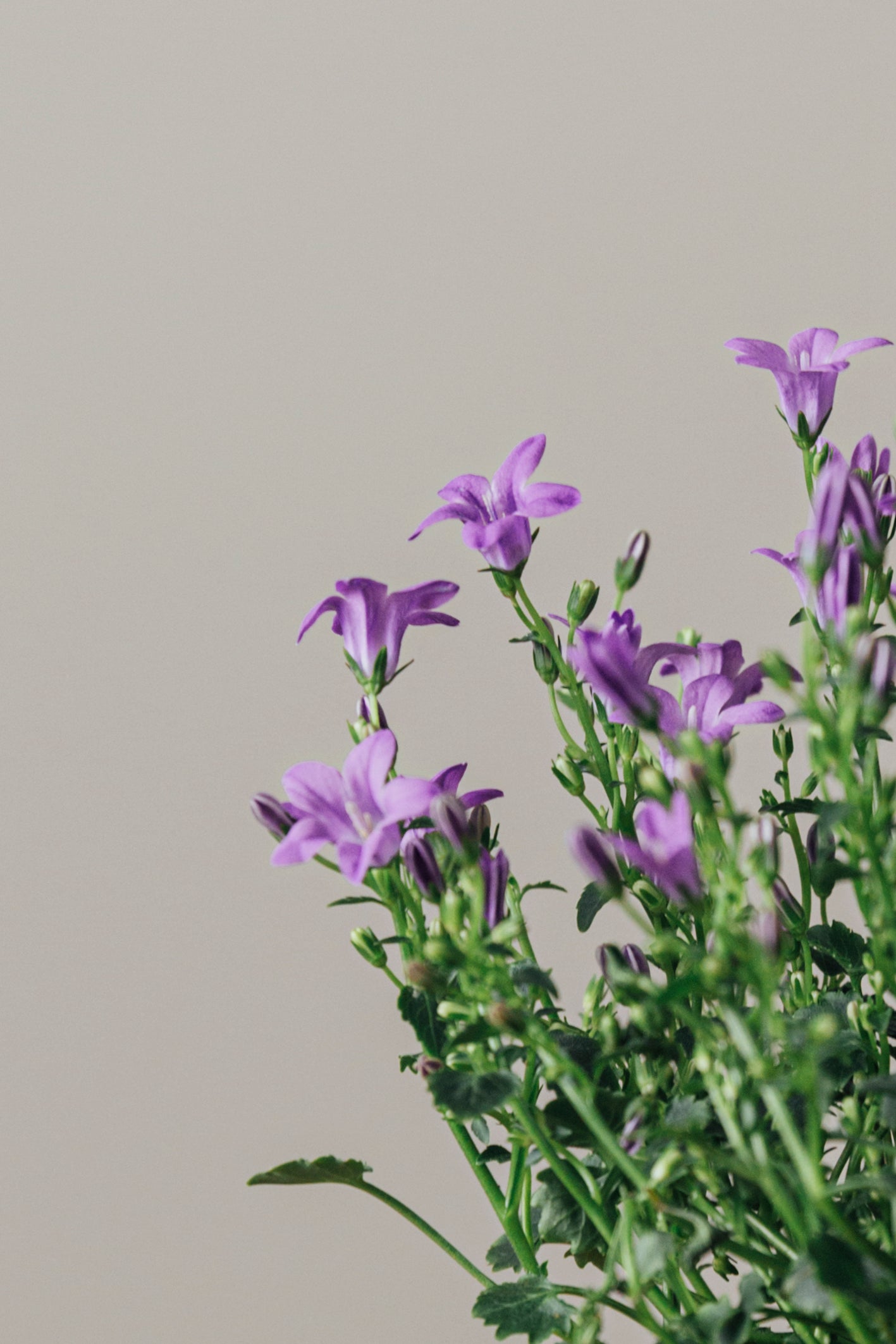 Campanula