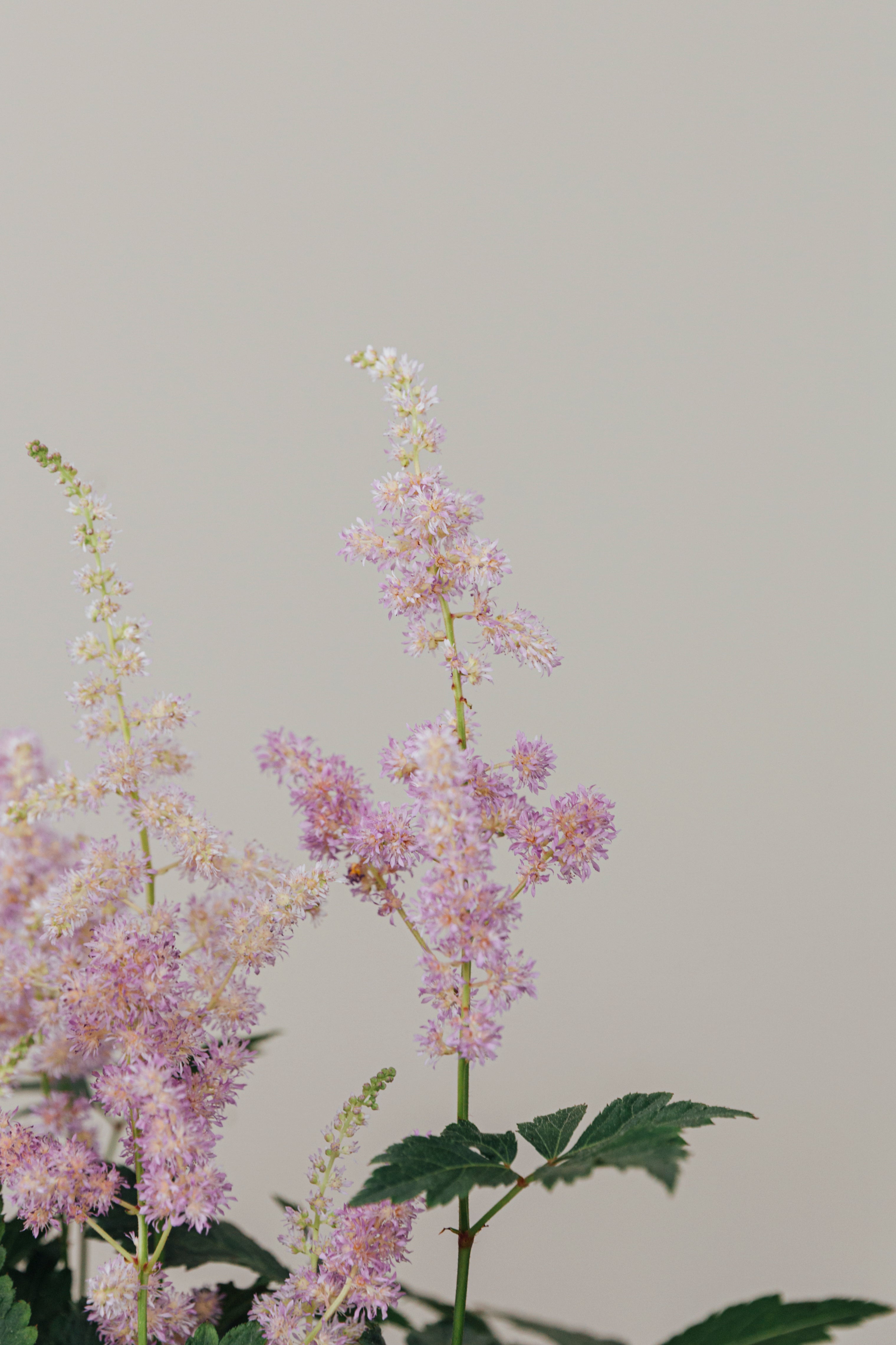 Astilbe