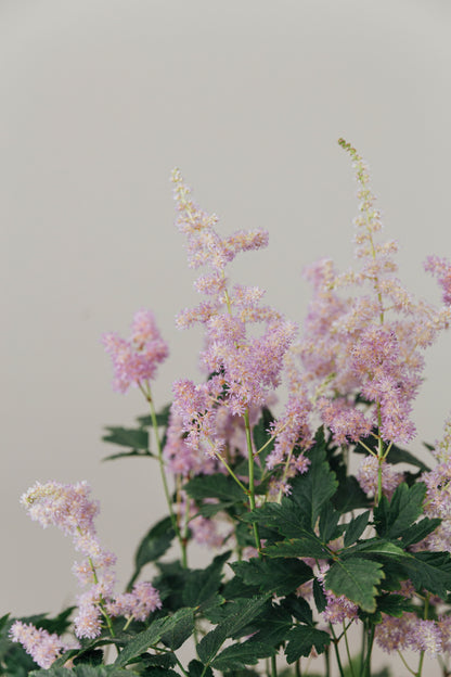 Astilbe